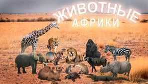 Африка и нейното животно свят: африкански животни
