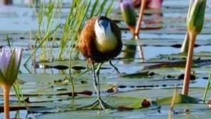 Африканската якана като ходене на вода