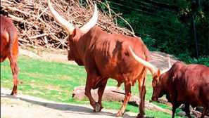 Африканска крава ватуси