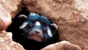 Африканска ласка