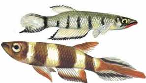 Африканско притискане на съдържанието развъдникът за хранене описание на снимката.