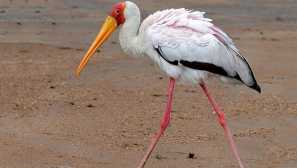 Африкански крувач