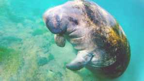 Африкански ламини