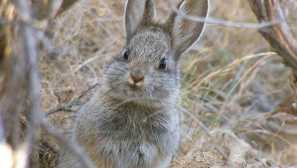 Aydakh rabbit или rabbit pigmea