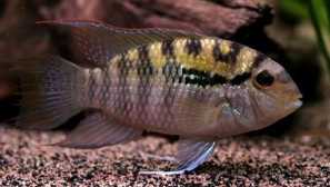 Акара парагуян, акара витата (бужурвтина витата)