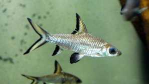 Aculiy bala: съдържание, развъждане, описание, съвместимост, хранене