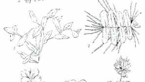 Аквариумни растения, които плуват по повърхността на водата