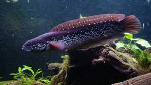 Aquarium zmeegolov съвместимост за размножаване на съдържанието фото видео.