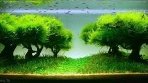 Aquaskeeper - естествен аквариум.