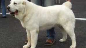 Alabai (централна азия овчарка): характеристики на породата, описание, грижи и съдържание от хранене, стандарти, плюсове и минуси