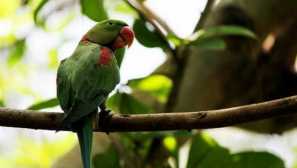 Александрийски папагал: описание, съдържание и разплод