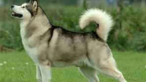 Аляска маламут - пухкав багер от далечния север