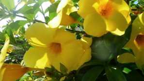 Allamanda
