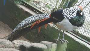 Диамант фаза