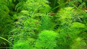 Ambulia: възпроизвеждане, съдържание, описание, снимка