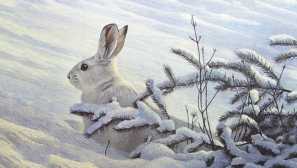 Американски бели