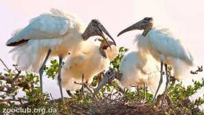 Американски крувач