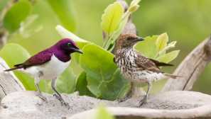 Amethyst на кратко разстояние skworets