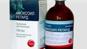 Amoxoyl ретард и амоксицилин за котки: приложение