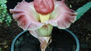 Amorfophallus: описание, видове, разновидности, възпроизвеждане, култивиране, снимка, видео