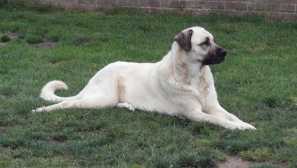 Anatolian овчарско куче: стандартен и кучешки произход