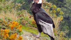 Andean condor