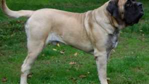 Английски мастиф: порода описание, грижа за домашни любимци и съдържание