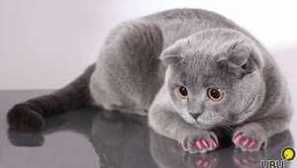 Антихрафтове за котки: имате ли нужда от вашите котки върху ноктите?