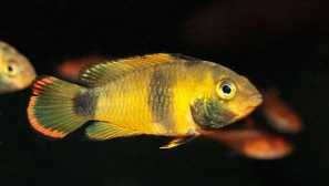 Apistogramma nijsseni (apistogramma nijsseni, panda acisto)