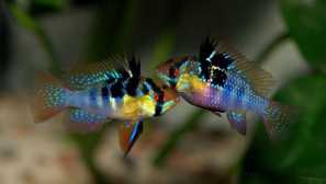 Апистрограми - видове