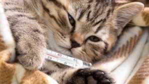 Аптека в кутията: какви лекарства са особено опасни за котките