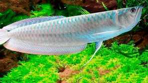 Араван силвър