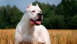 Аржентинско куче - бяла красива южна америка