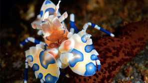 Harlequin скариди: съдържание, описание, грижа, размножаване, съвместимост, снимка