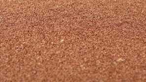 Артемия: описание, размножаване, видео, съхранение у дома