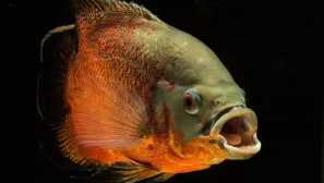 Астронотус