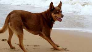 Австралийски kelpi: история на произход и характер