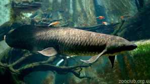 Австралийски рогозуб или барамонд