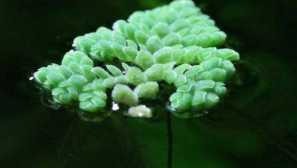 Azolla carolinskaya: съдържание, грижа, разплод, снимка, видео