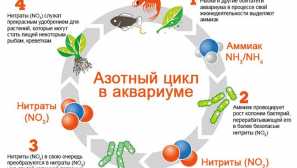 Азотен цикъл в аквариума