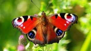 Пеперуда денят паун очите: описание и снимка