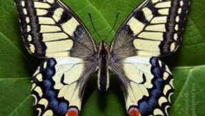 Пеперуда махар