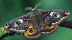 Пеперуда нощ паун очи или грах