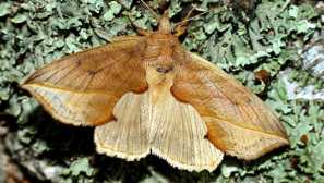 Вампир пеперуда калипра василискова