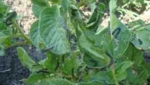 Нощни пеперуди