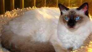 Балия и полинезийска котка, балийска котка