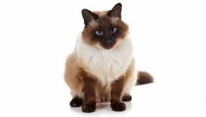 Балинайска котка: грациозна красота със сапфирен цвят