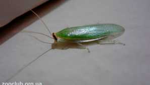 Банан зелен хлебарка