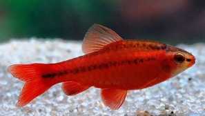 Барбус шри ланка в аквариум - мнения