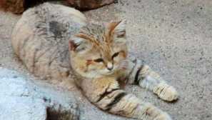 Разклонена котка